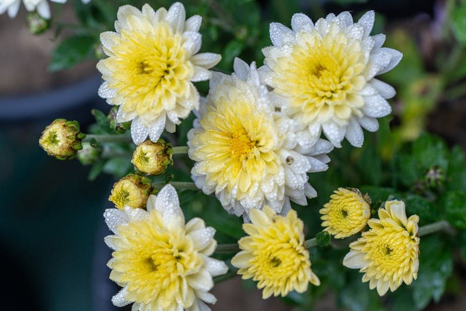 Planting fresh, colorful garden flowers in topsoil